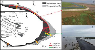 Variable Effects on Benthic Community From Diking to Eradicate Invasive Plants in the Yangtze Estuary Salt Marsh